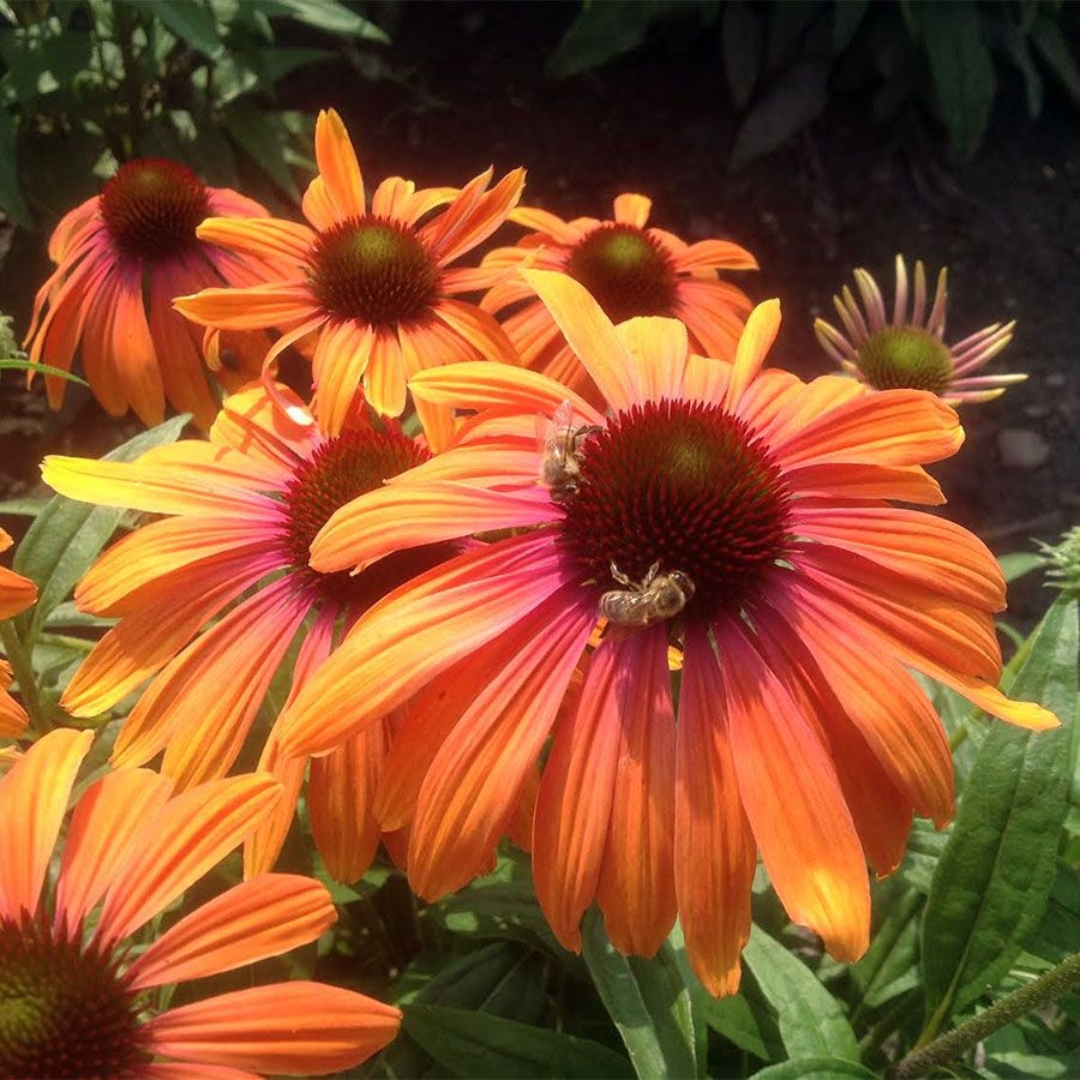 Butterfly Rainbow Marcella Coneflower covered in pollinators