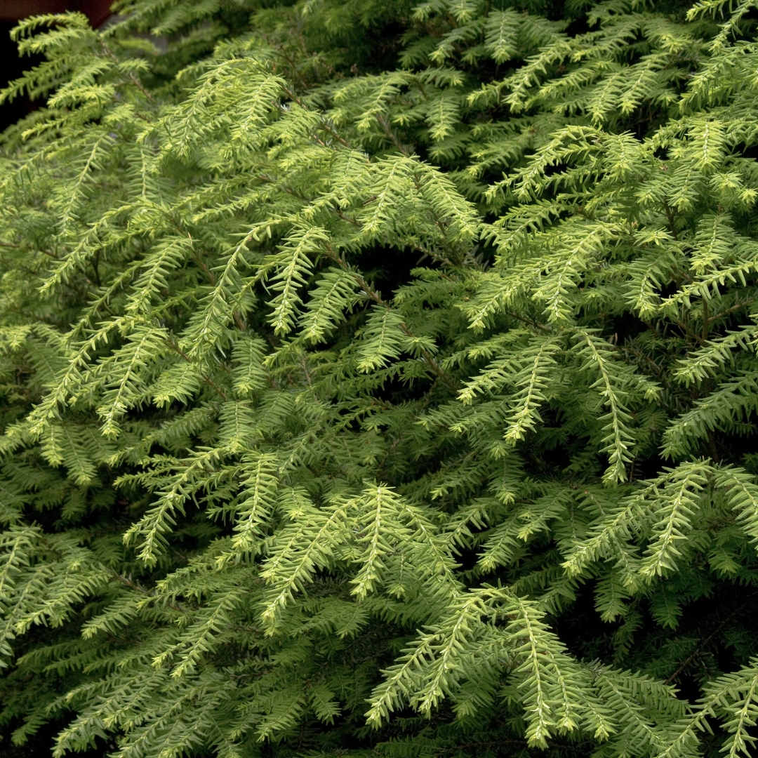 Canadian Hemlock foliage up close
