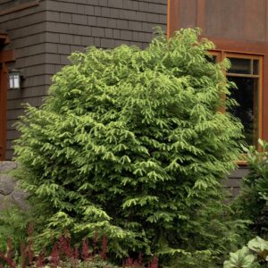 Canadian Hemlock