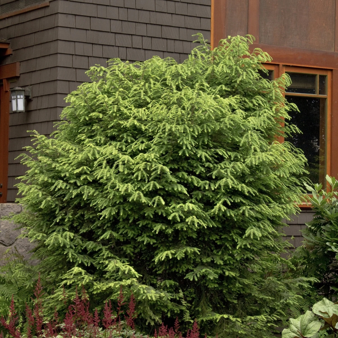 Canadian Hemlock in garden