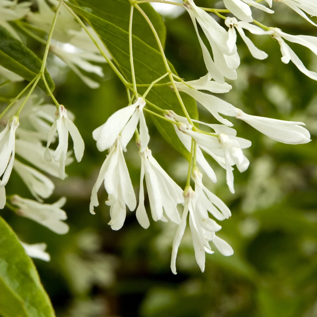 Chinese Fringe Tree flowers close up