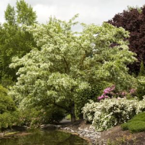Chinese Fringe Tree