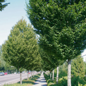 Columnar European Hornbeam