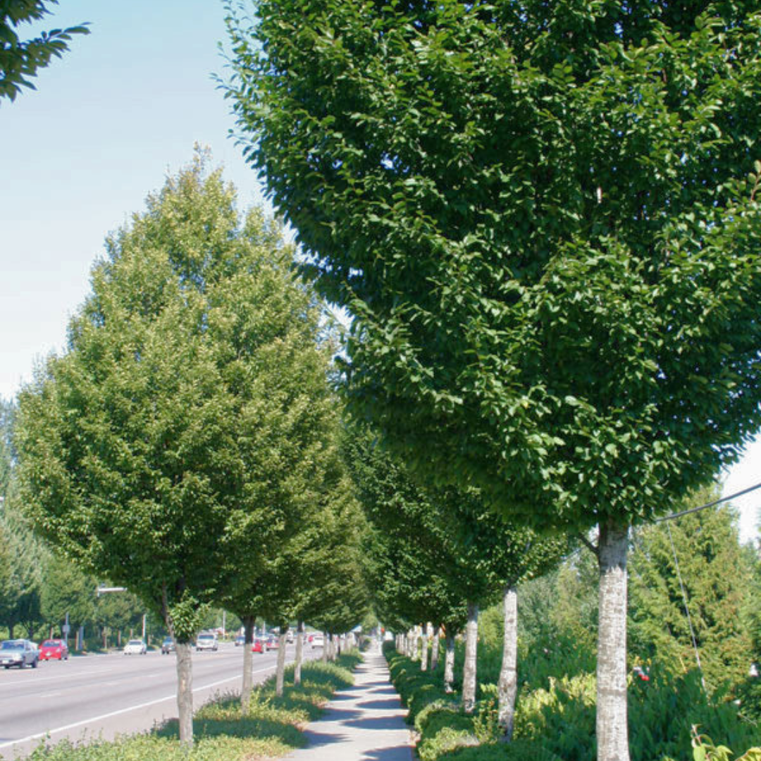 Columnar European Hornbeam on street