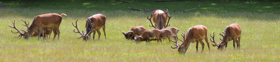 Deer Grazing In landscape