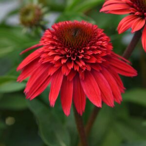 Double Scoop Strawberry Deluxe Coneflower