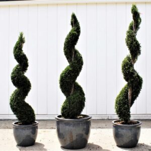 Emerald Green Arborvitae Spiral