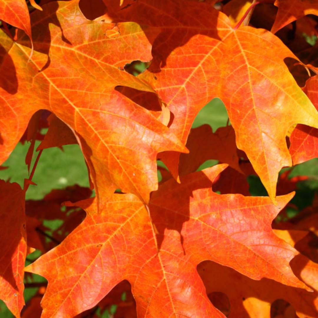 Fall Fiesta Sugar Maple - Image 2
