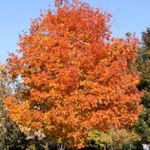 Fall Fiesta Sugar Maple