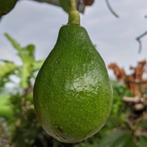 Fantastic Avocado