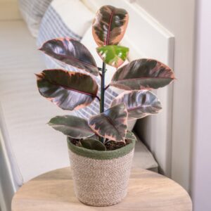 Ficus Elastica Belize