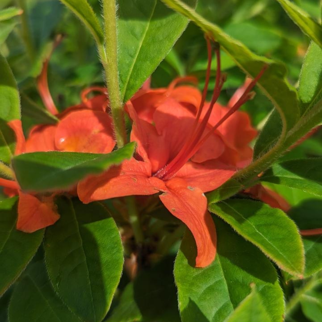 Flame Azalea in bloom