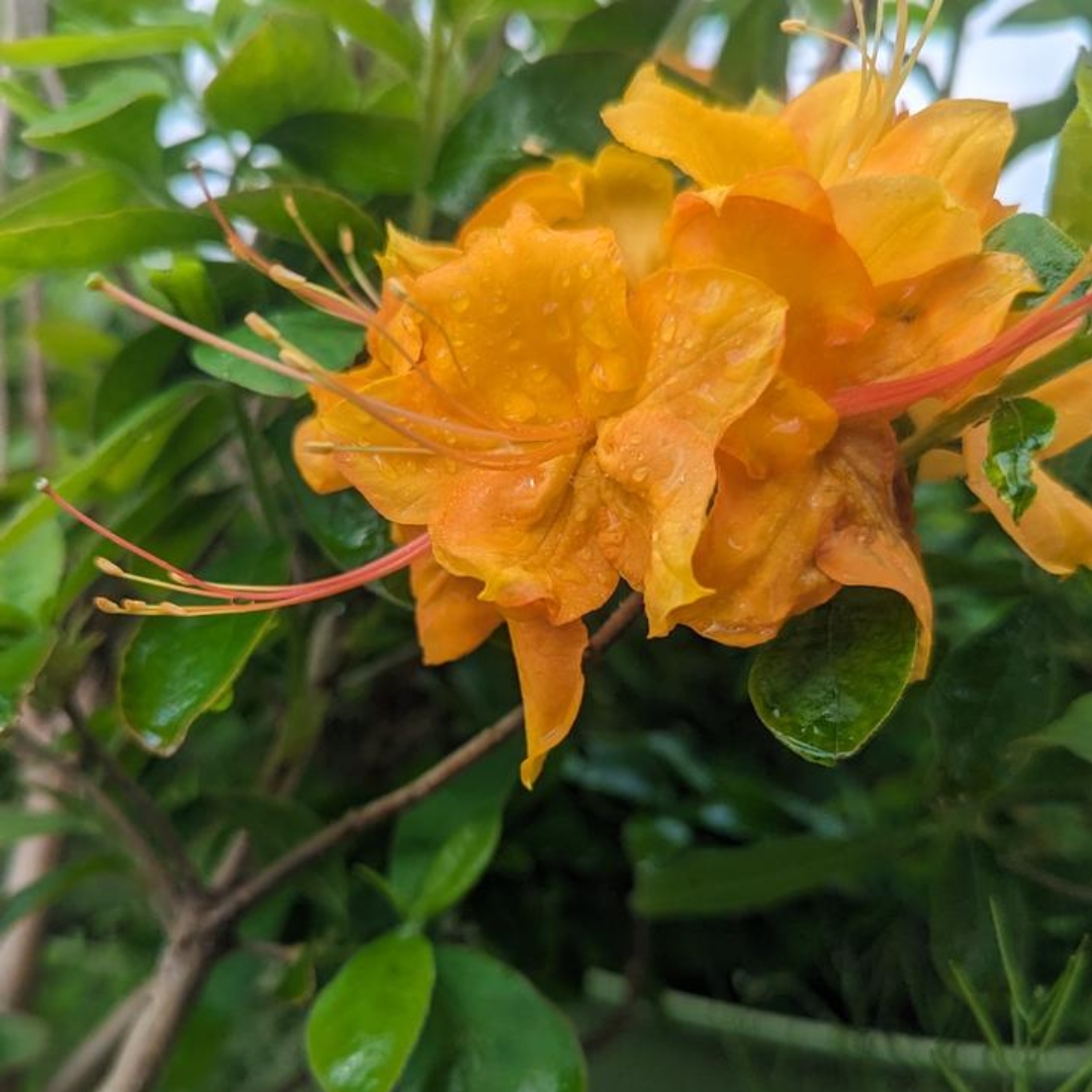Flame Azalea cluster in bloom