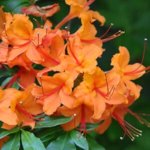 Flame Azalea