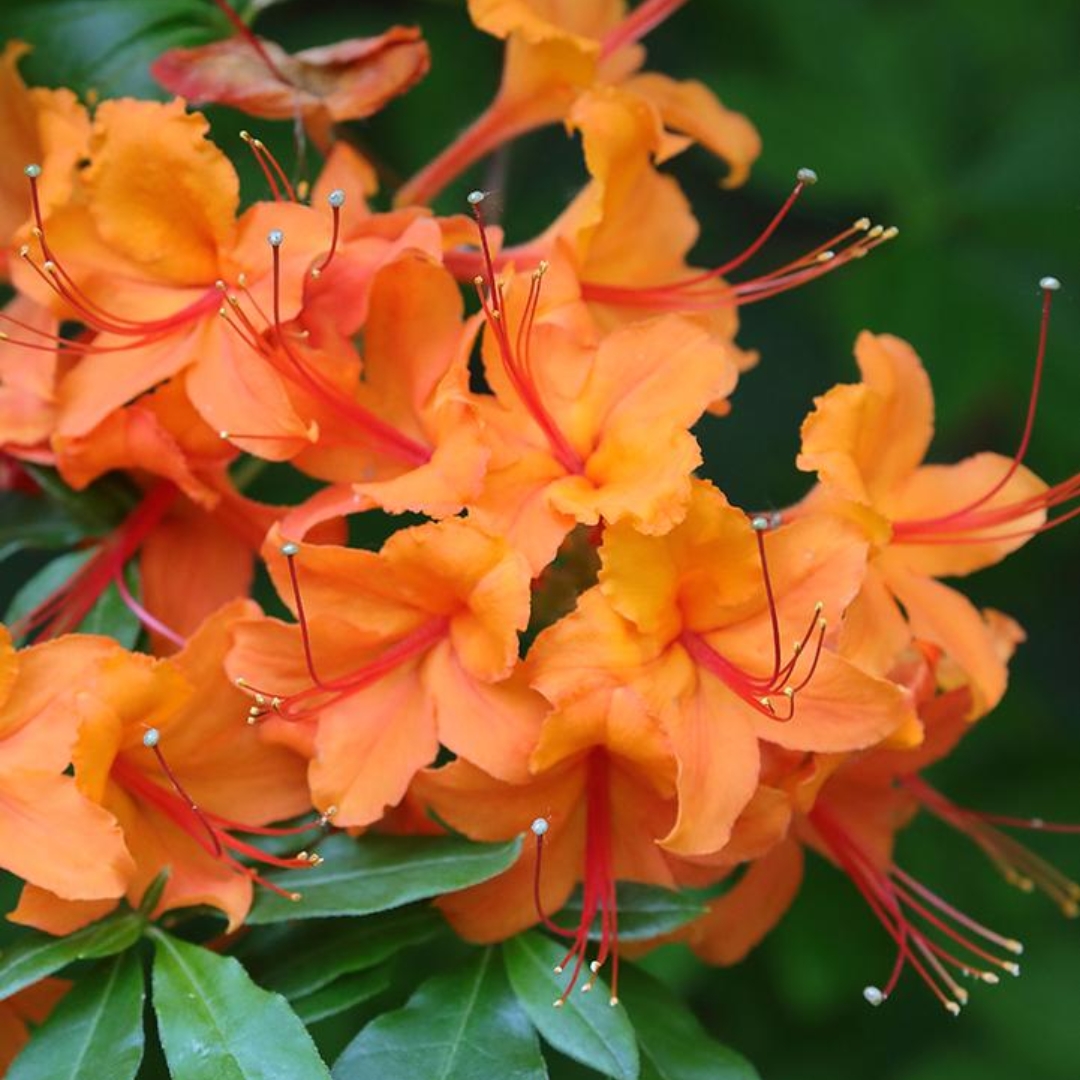 Flame Azalea flower cluster