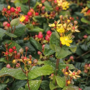 FloralBerry Rosé St. John's Wort