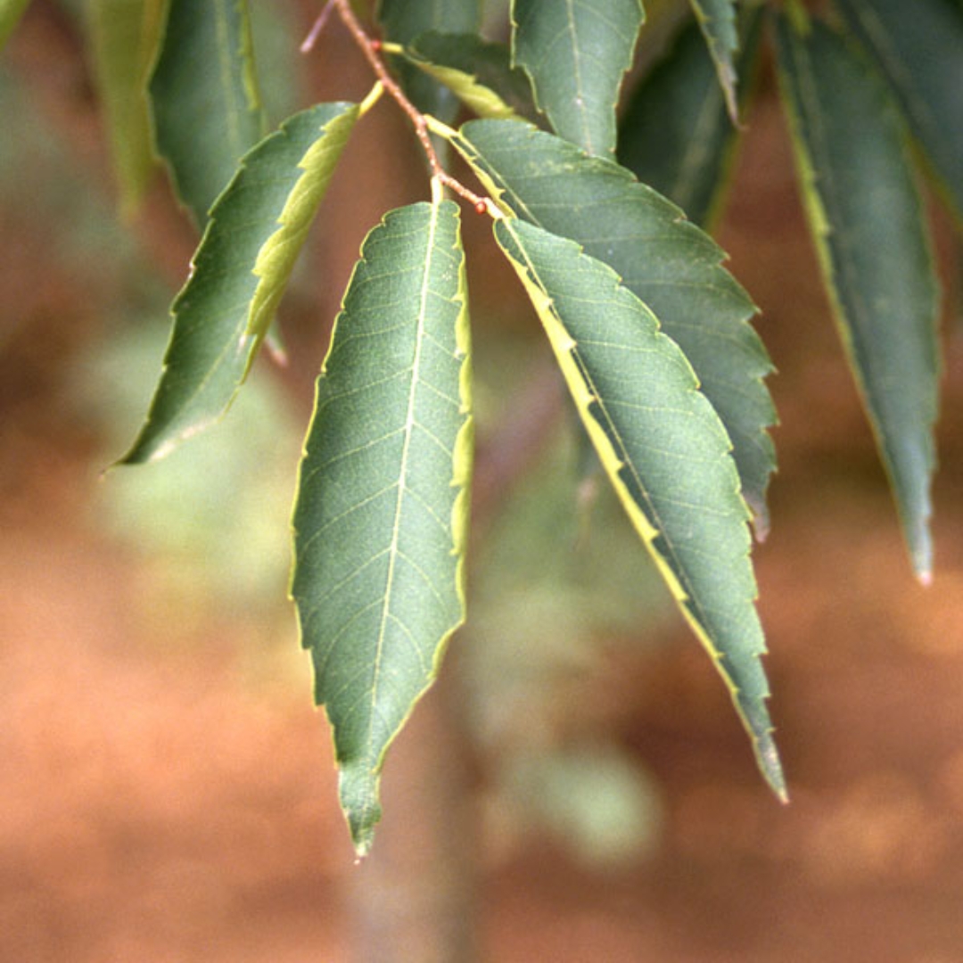 Green Vase Zelkova leaf up close