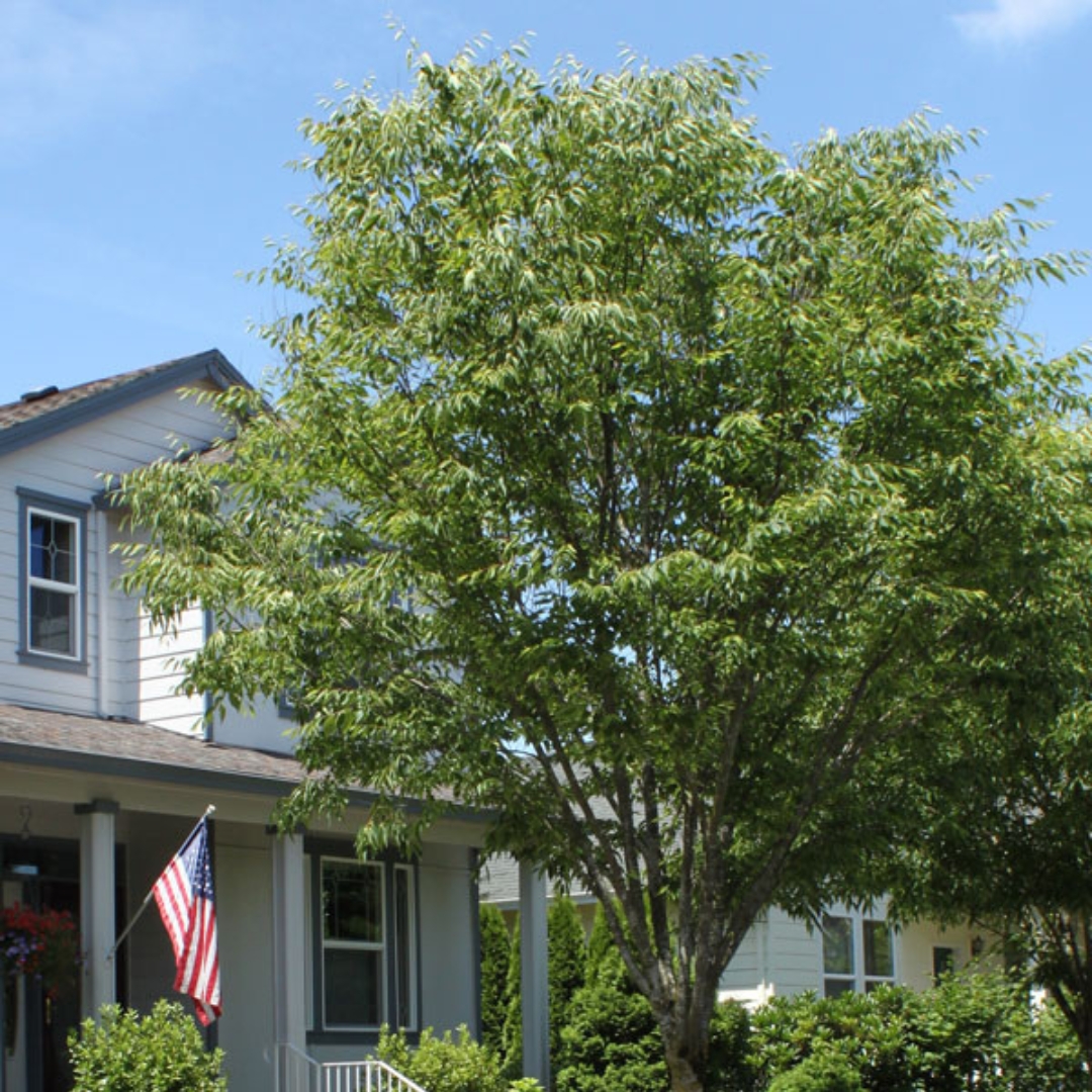 Green Vase Zelkova matured in landscape