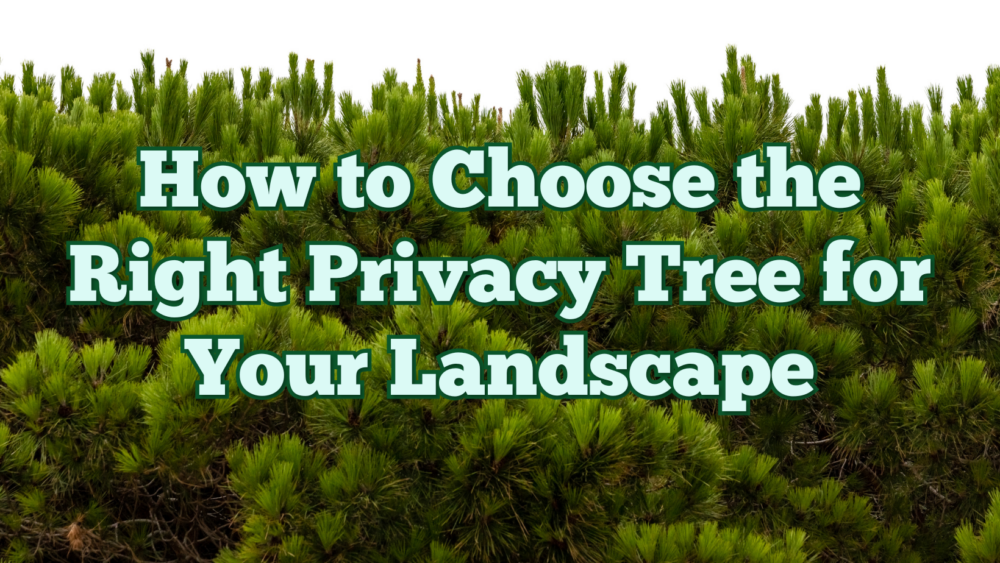 How to Choose the Right Privacy Tree for Your Landscape