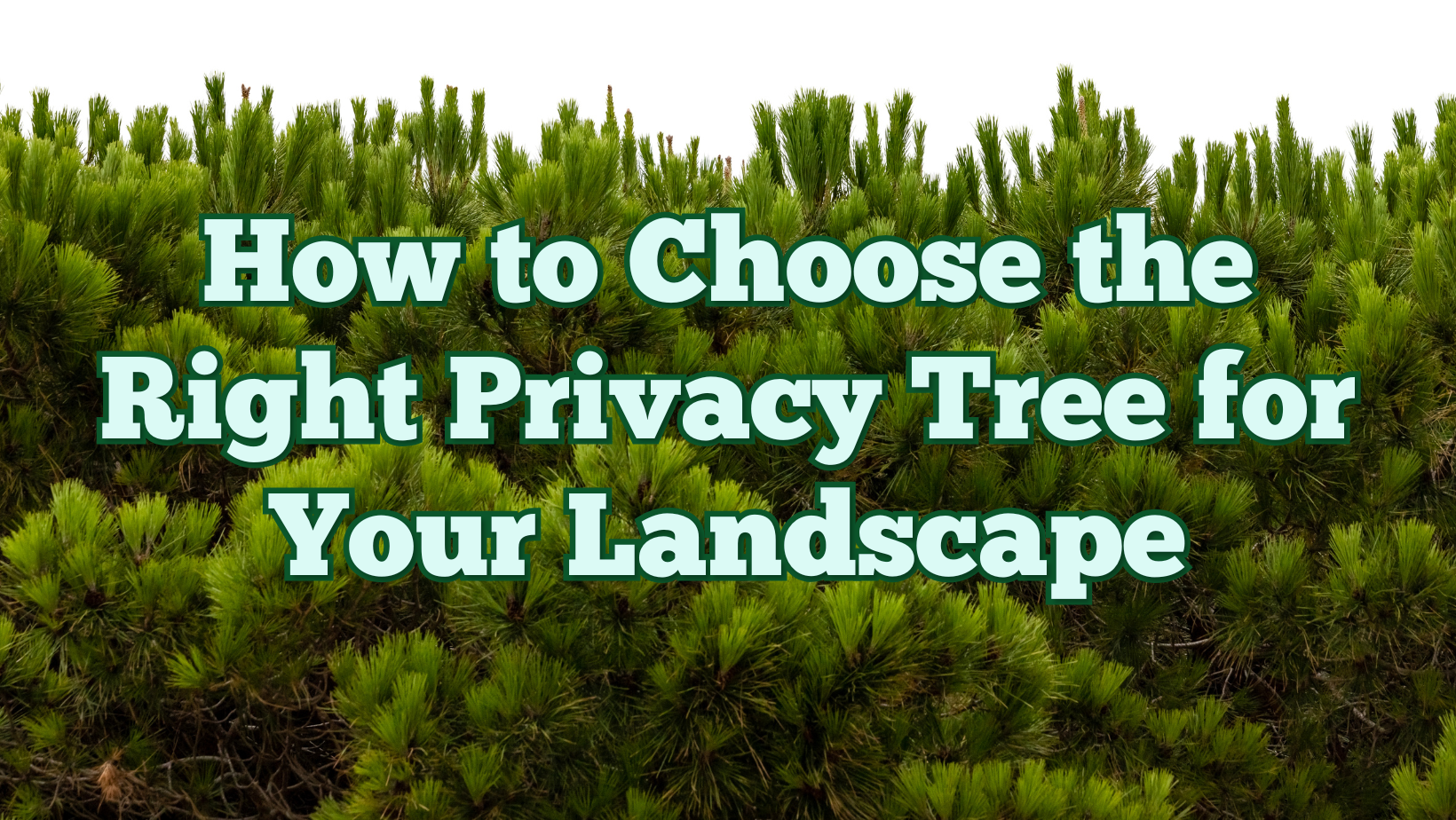 How to Choose the Right Privacy Tree for Your Landscape