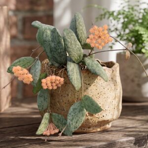 Hoya Sigillatis Silver