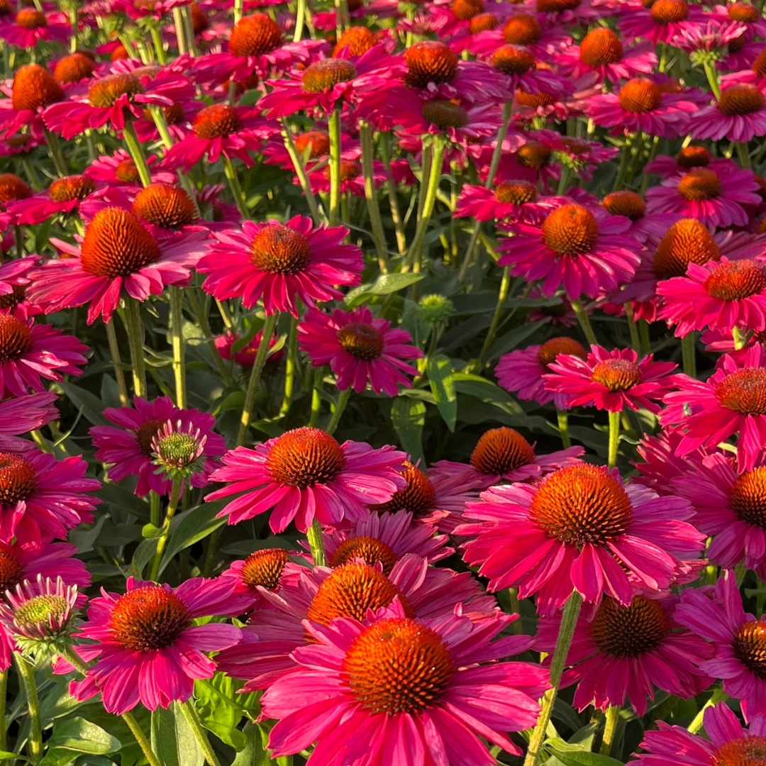 Kismet Raspberry Coneflower cluster