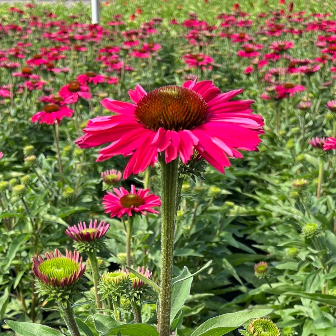 Kismet Raspberry Coneflower - Image 2