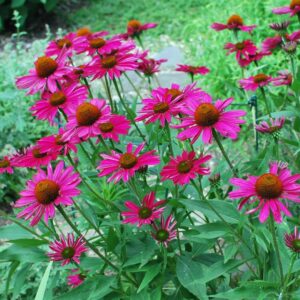 Kismet Raspberry Coneflower