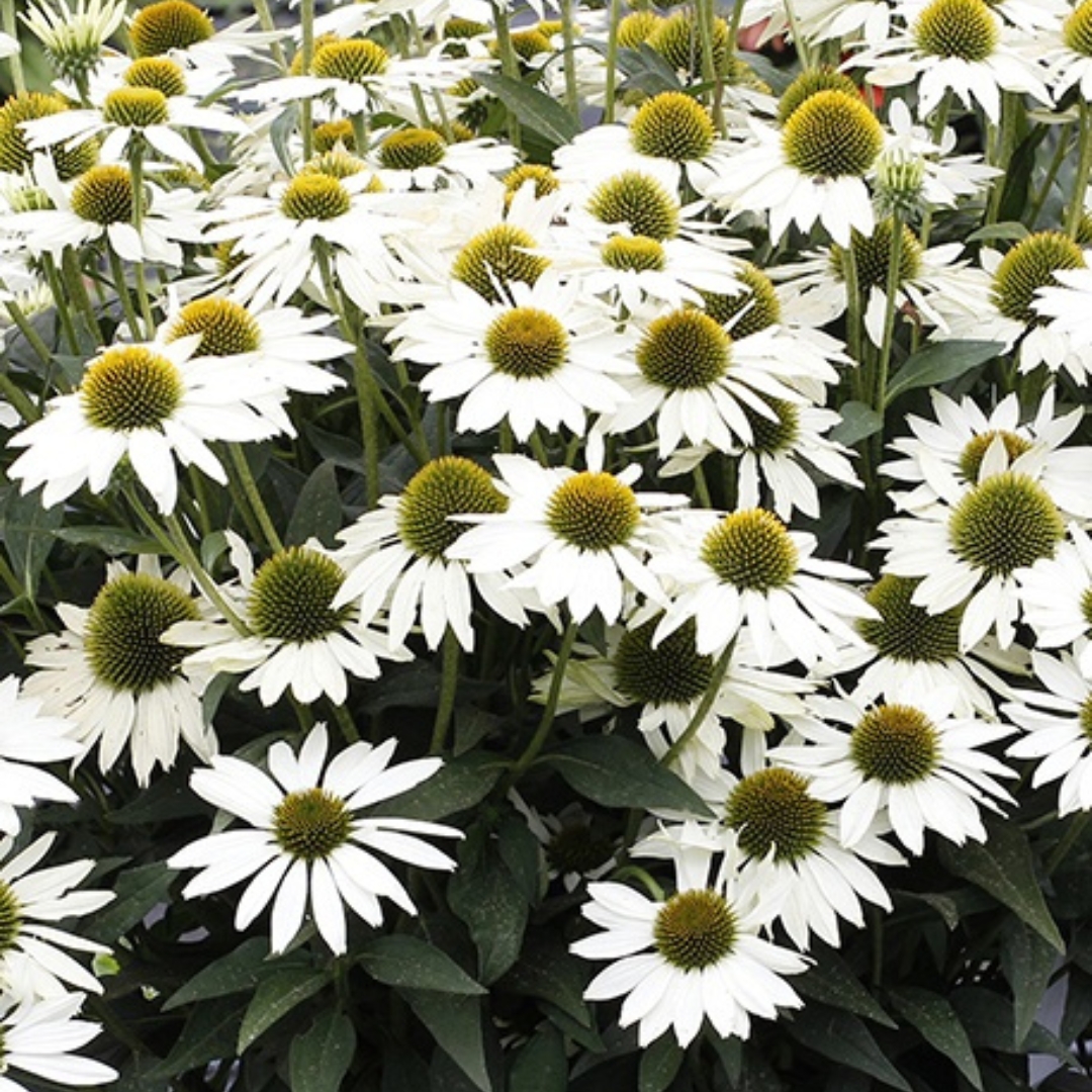 Kismet White Coneflower - Image 2