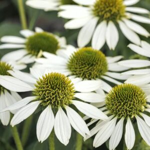 Kismet White Coneflower