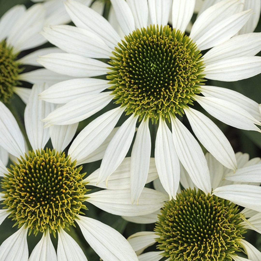 Kismet White Coneflower - Image 3