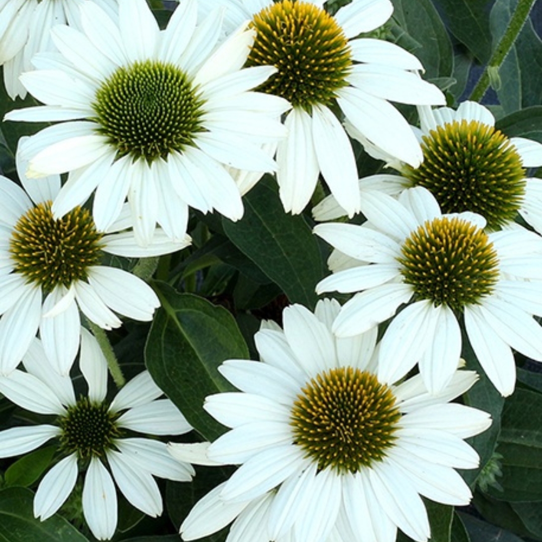 Kismet White Coneflower cluster