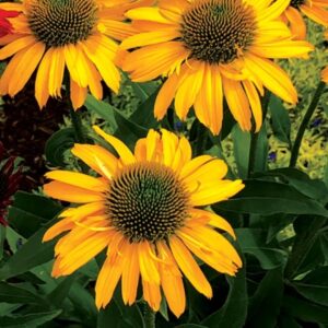 Kismet Yellow Coneflower