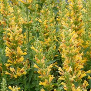 Kudos Yellow Hummingbird Mint