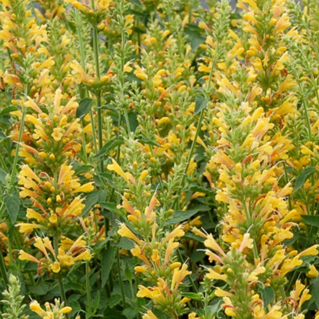 Kudos Yellow Hummingbird Mint
