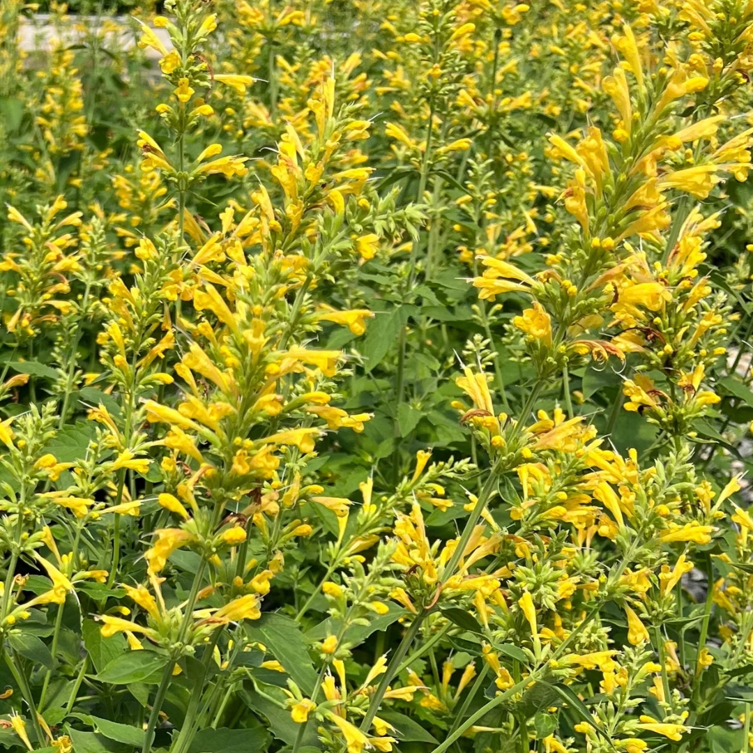 Kudos Yellow Hummingbird Mint in full bloom