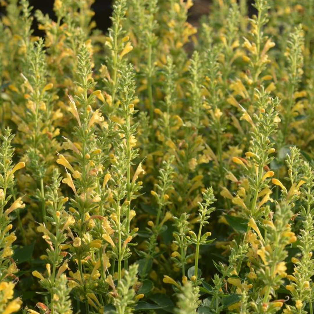 Kudos Yellow Hummingbird Mint cluster