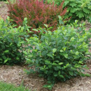 Low Scape Hedger Chokeberry