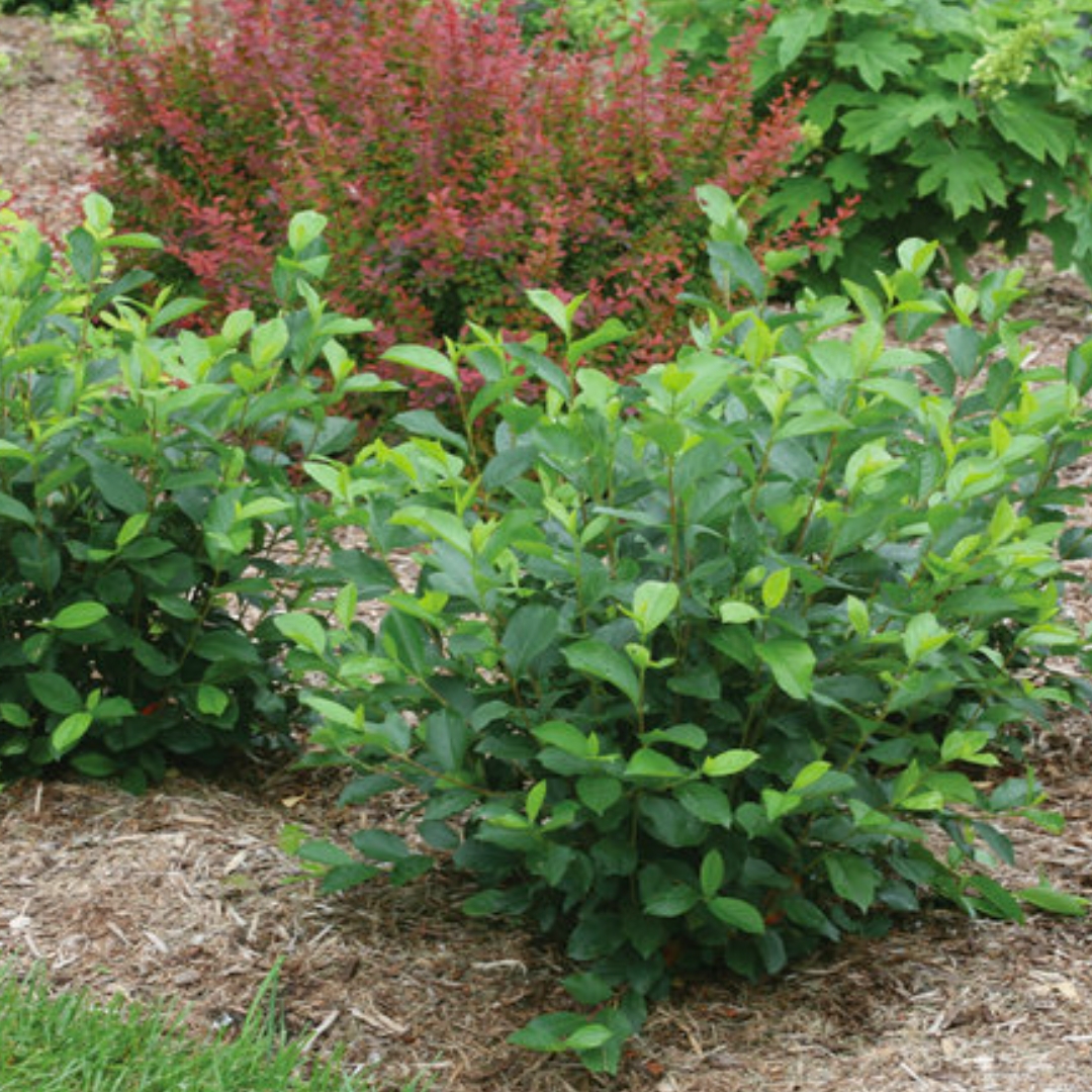 Low Scape Hedger Chokeberry