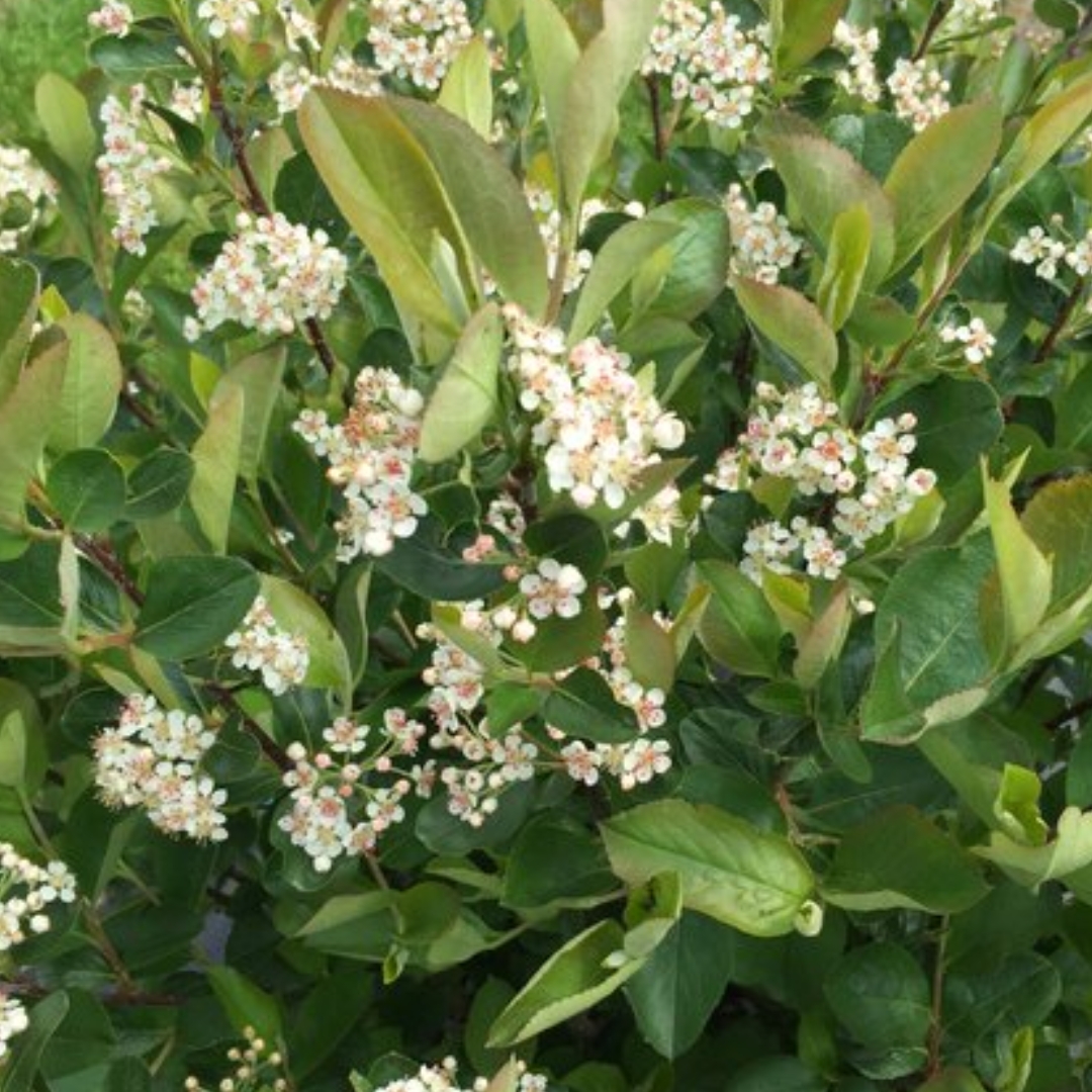 Low Scape Hedger Chokeberry bloom cluster