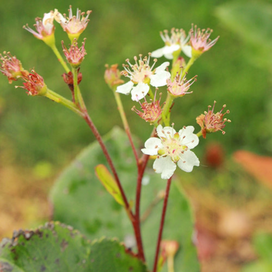 Low Scape Hedger Chokeberry flower close up