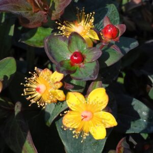 Magical Midnight Glow St. John's Wort
