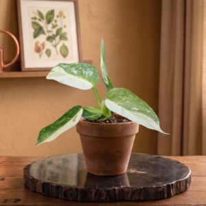 Philodendron Jose Buono