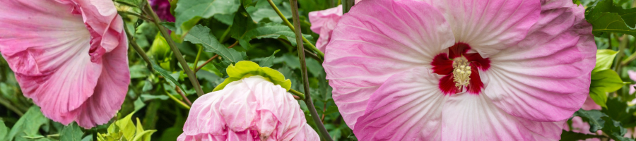 Pink Hardy Hibiscus