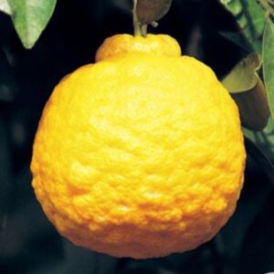 Ponderosa Lemon