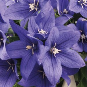 Popstar Blue Balloon Flower