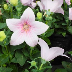 Popstar Pink Balloon Flower