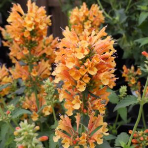 Poquito Orange Hummingbird Mint