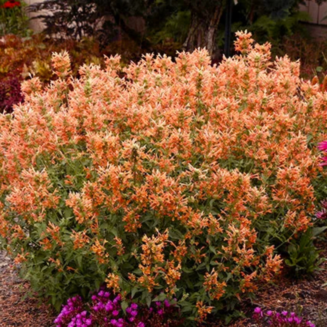 Poquito Orange Hummingbird Mint in the garden