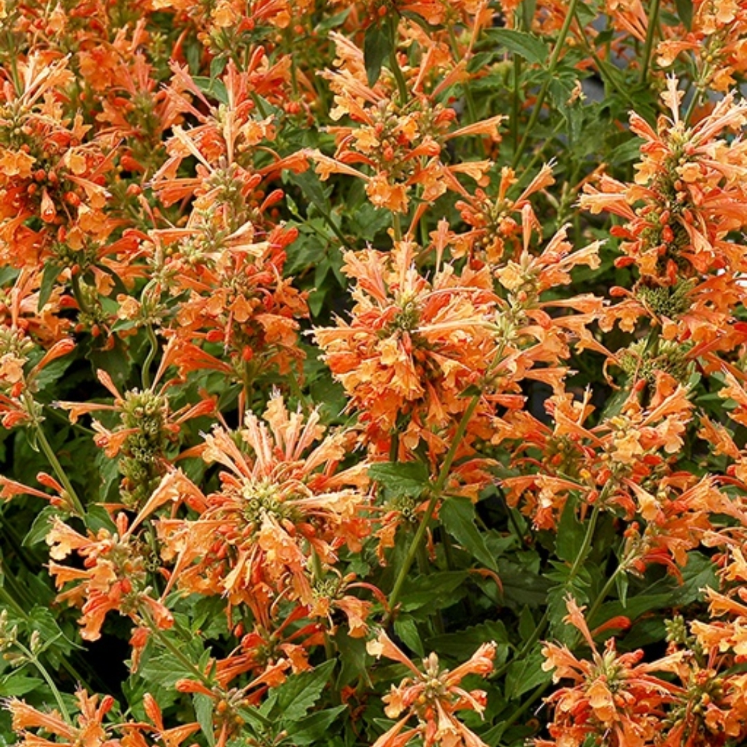 Poquito Orange Hummingbird Mint in full bloom
